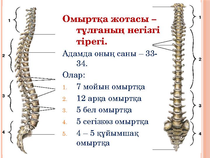 Омыртқа жотасы – тұлғаның негізгі тірегі. Адамда оның саны – 33- 34. Олар: 1. 7 мойын омыртқа 2. 12 арқа омыртқа 3. 5