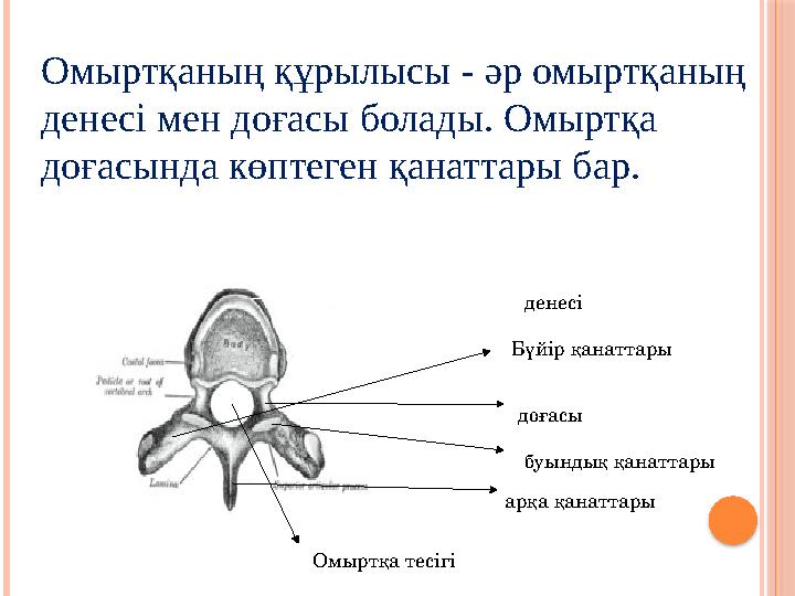 Омыртқаның құрылысы - әр омыртқаның денесі мен доғасы болады. Омыртқа доғасында көптеген қанаттары бар. денесі доғасы буынд