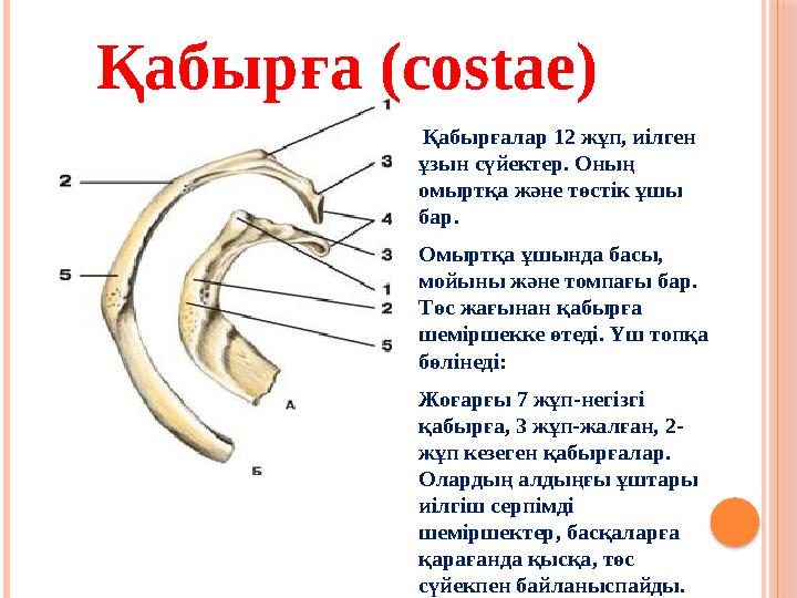 Қабырғалар 12 жұп, иілген ұзын сүйектер. Оның омыртқа және төстік ұшы бар. Омыртқа ұшында басы, мойыны және томпағы бар.