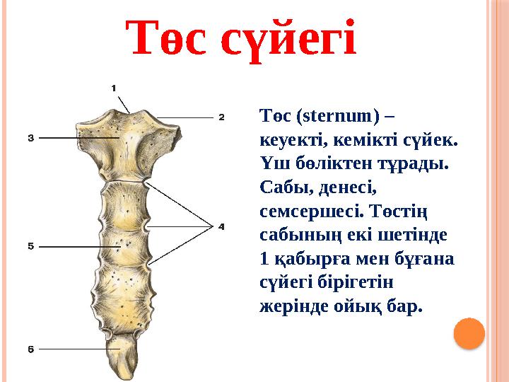 Төс ( sternum ) – кеуекті, кемікті сүйек. Үш бөліктен тұрады. Сабы, денесі, семсершесі. Төстің сабының екі шетінде 1 қаб