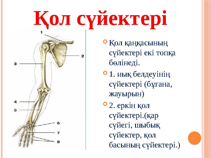  Қол қаңқасының сүйектері екі топқа бөлінеді.  1. иық белдеуінің сүйектері (бұғана, жауырын)  2. еркін қол сүйектері.(қ