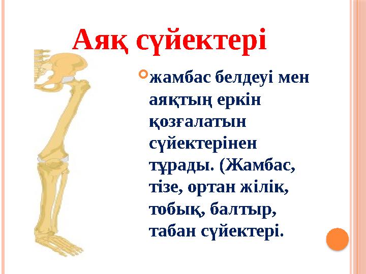  жамбас белдеуі мен аяқтың еркін қозғалатын сүйектерінен тұрады. (Жамбас, тізе, ортан жілік, тобық, балтыр, табан сүйект