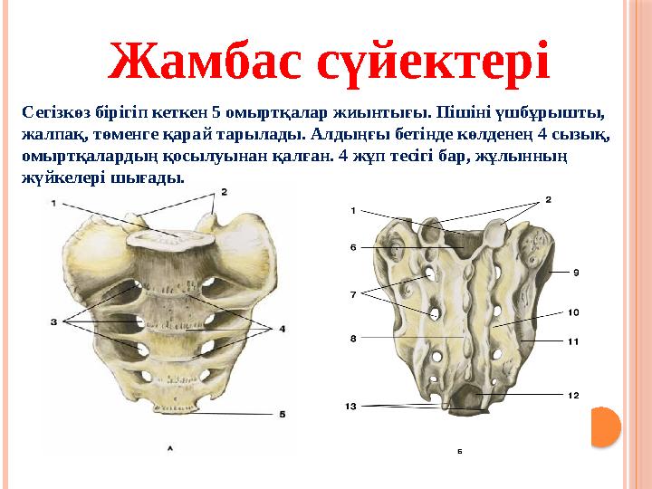 Сегізкөз бірігіп кеткен 5 омыртқалар жиынтығы. Пішіні үшбұрышты, жалпақ, төменге қарай тарылады. Алдыңғы бетінде көлденең 4 сыз