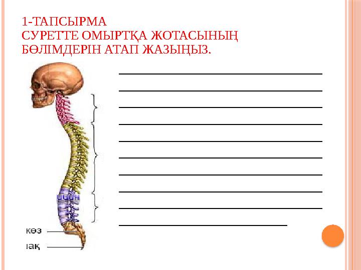 1-ТАПСЫРМА СУРЕТТЕ ОМЫРТҚА ЖОТАСЫНЫҢ БӨЛІМДЕРІН АТАП ЖАЗЫҢЫЗ. _____________________________ _____________________________ _____