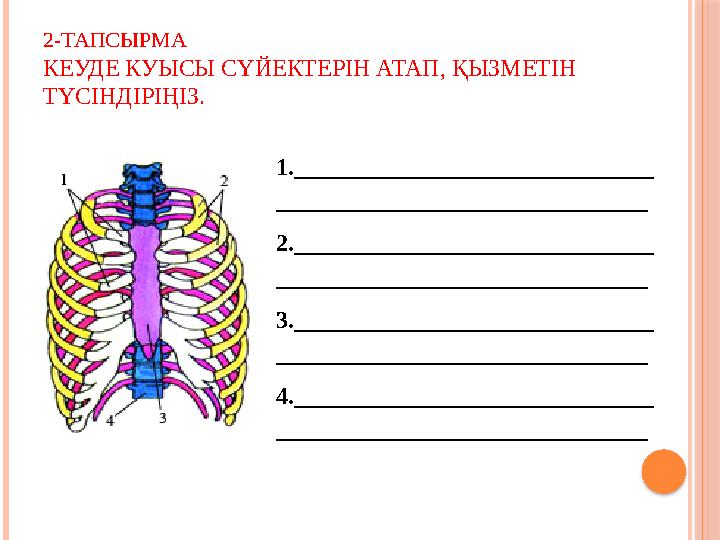 2-ТАПСЫРМА КЕУДЕ КУЫСЫ СҮЙЕКТЕРІН АТАП, ҚЫЗМЕТІН ТҮСІНДІРІҢІЗ. 1.______________________________ _____________________________