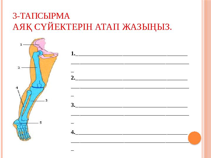 3-ТАПСЫРМА АЯҚ СҮЙЕКТЕРІН АТАП ЖАЗЫҢЫЗ. 1.______________________________________ ________________________________________ _