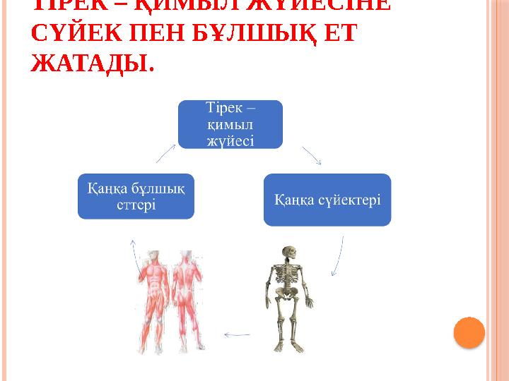 ТІРЕК – ҚИМЫЛ ЖҮЙЕСІНЕ СҮЙЕК ПЕН БҰЛШЫҚ ЕТ ЖАТАДЫ.