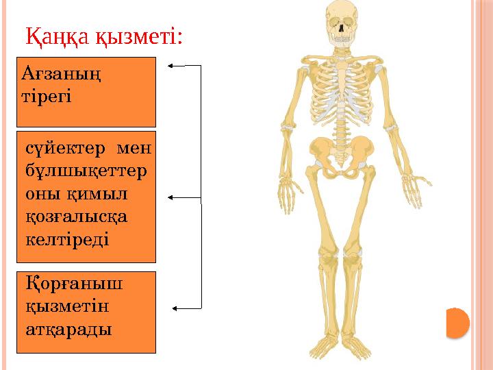 Қаңқа қызметі: Ағзаның тірегі сүйектер мен бұлшықеттер оны қимыл қозғалысқа келтіреді Қорғаныш қызметін атқарады