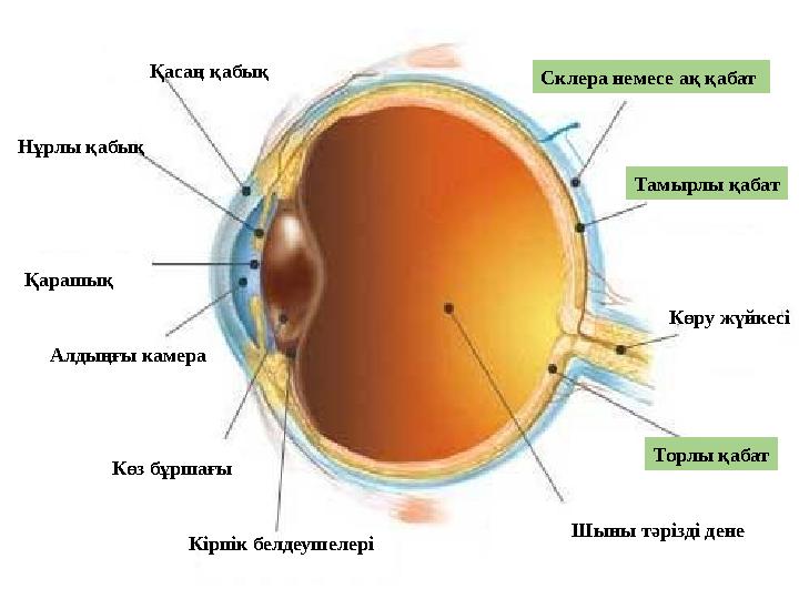 Шыны тәрізді дене Көру жүйкесіСклера немесе ақ қабат Қасаң қабық Тамырлы қабат Торлы қабатНұрлы қабық Қарашық Көз бұршағыАлды