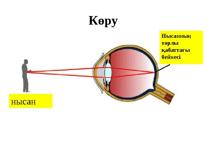 Көру нысан Нысанның торлы қабаттағы бейнесі