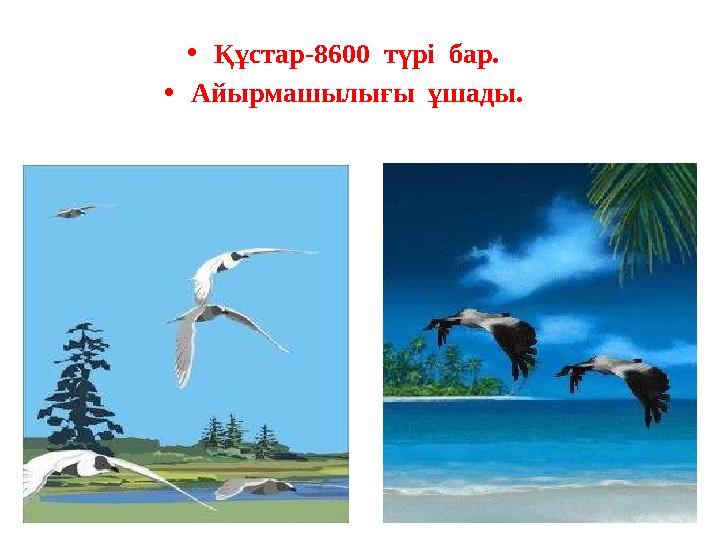 • Құстар-8600 түрі бар. • Айырмашылығы ұшады.