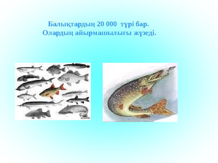 Балықтардың 20 000 түрі бар . Олардың айырмашылығы жүзеді .