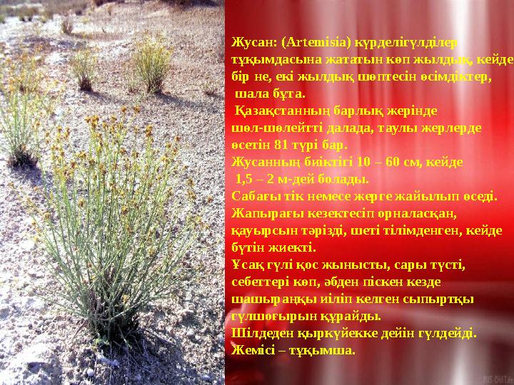 Жусан: (Artemіsіa) күрделігүлділер тұқымдасына жататын көп жылдық, кейде бір не, екі жылдық шөптесін өсімдіктер, шала бұта.