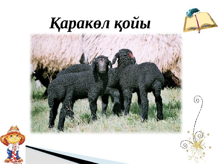 Қаракөл қойы