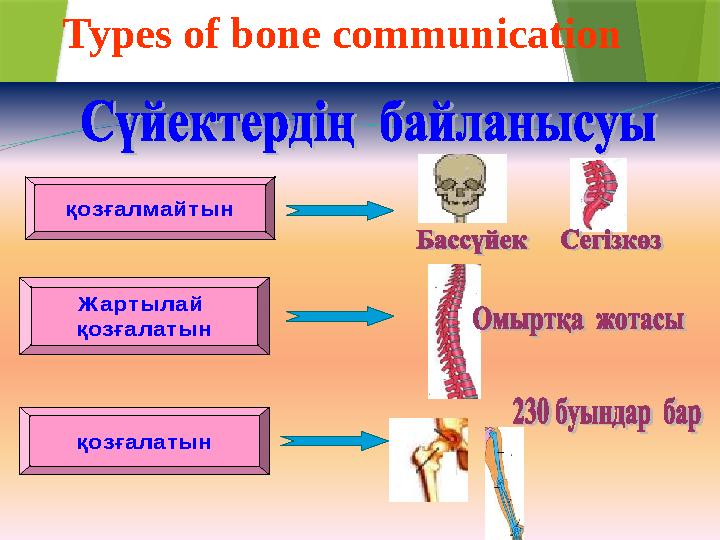 қозғалмайтын Жартылай қозғалатын қозғалатынTypes of bone communication
