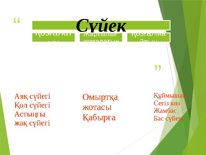 “ ” Аяқ сүйегі Қол сүйегі Астыңғы жақ сүйегі Омыртқа жотасы Қабырға Құймышақ Сегіз көз Жамбас Бас сүйегіСүйек Қозғалат ын Жарты