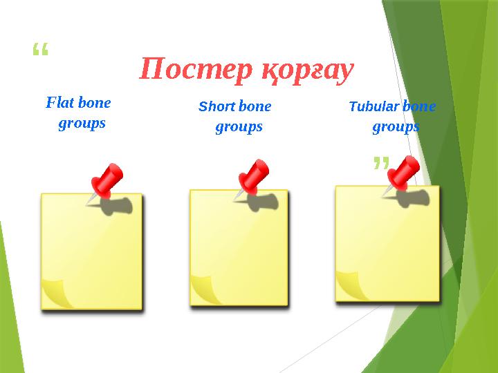 “ ”Постер қорғау Flat bone groups Short bone groups Tubular bone groups