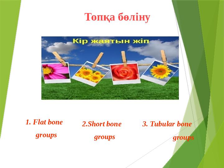 Топқа бөліну 1. Flat bone groups 2. Short bone groups 3. Tubular bone