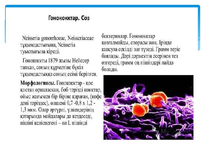 Сейсенбіге арналған таяқшалар