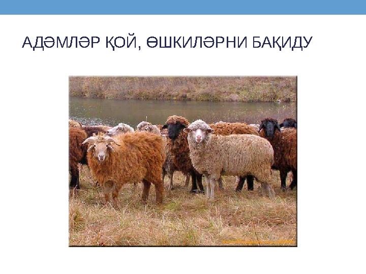 АДӘМЛӘР ҚОЙ , ӨШКИЛӘРНИ БАҚИДУ