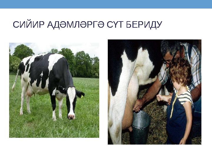 СИЙИР АДӘМЛӘРГӘ СҮТ БЕРИДУ