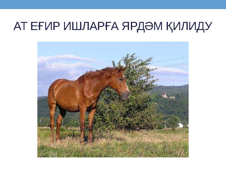 АТ ЕҒИР ИШЛАРҒА ЯРДӘМ ҚИЛИДУ