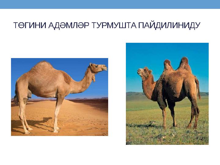 ТӨГИНИ АДӘМЛӘР ТУРМУШТА ПАЙДИЛИНИДУ