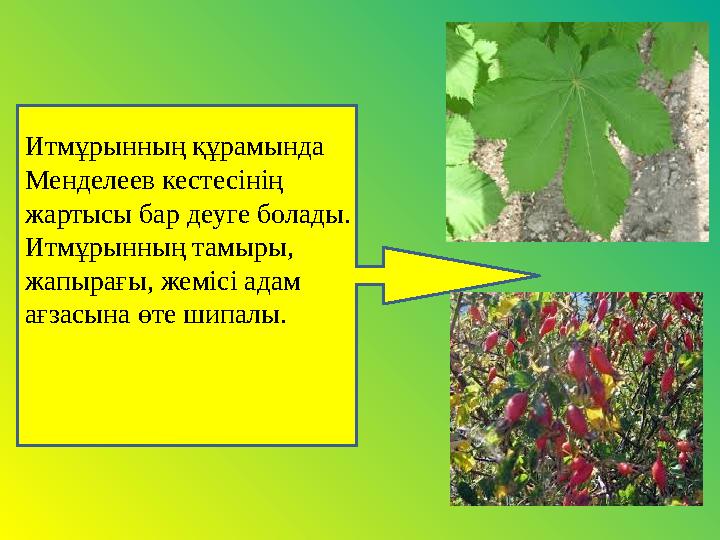 Итмұрынның құрамында Менделеев кестесінің жартысы бар деуге болады. Итмұрынның тамыры, жапырағы, жемісі адам ағзасына өте ш