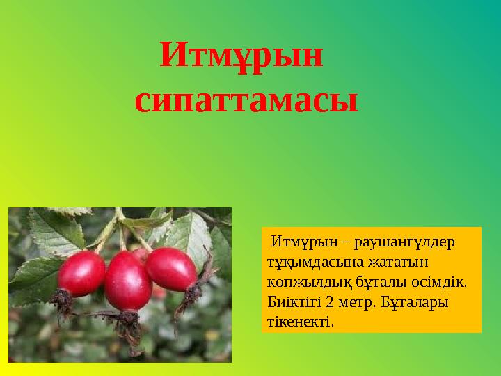 Итмұрын – раушангүлдер тұқымдасына жататын көпжылдық бұталы өсімдік. Биіктігі 2 метр. Бұталары тікенекті. Итмұрын сипатта