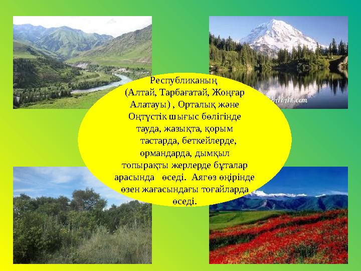 Республиканың (Алтай, Тарбағатай, Жоңғар Алатауы) , Орталық және Оңтүстік шығыс бөлігінде тауда, жазықта, қорым тастарда