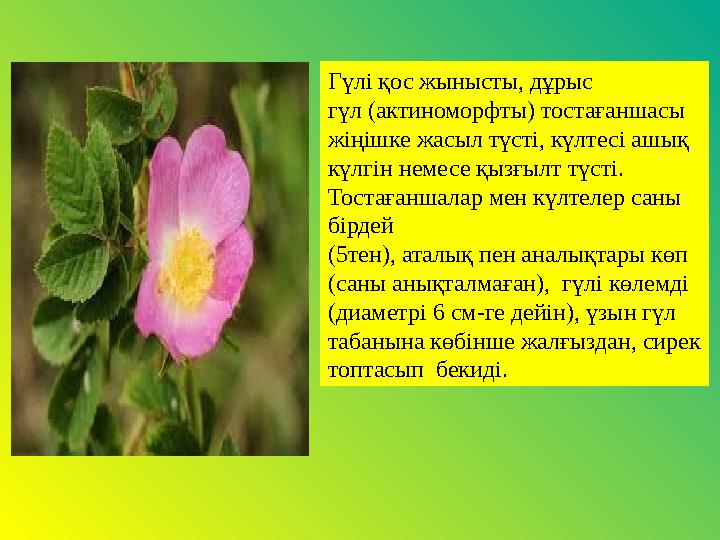 Гүлі қос жынысты, дұрыс гүл (актиноморфты) тостағаншасы жіңішке жасыл түсті, күлтесі ашық күлгін немесе қызғылт түсті. Тост