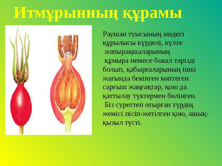 Раушан туысының жидегі құрылысы күрделі, күлте жапырақшаларының құмыра немесе бокал тәрізді болып, қабырғаларының ішкі