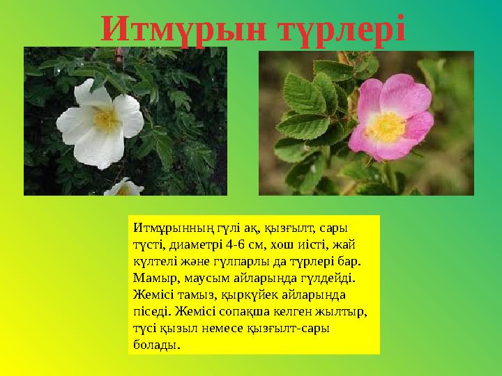 Итмұрынның гүлі ақ, қызғылт, сары түсті, диаметрі 4-6 см, хош иісті, жай күлтелі және гүлпарлы да түрлері бар. Мамыр, маусым