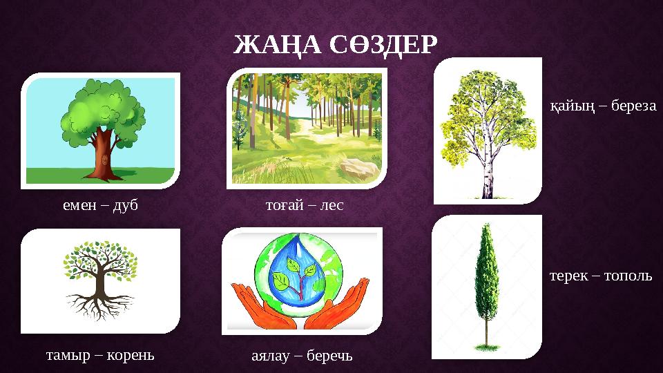 Ж АҢА СӨЗДЕР емен – дуб қайың – береза терек – тополь тоғай – лес тамыр – корень аялау – беречь