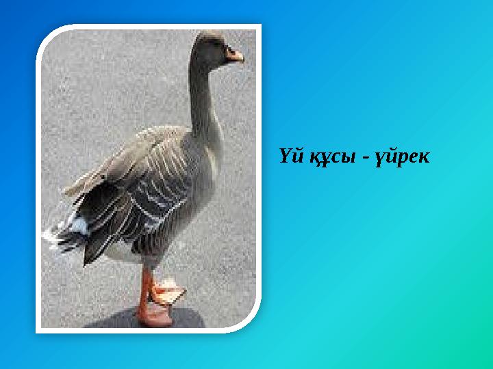 Үй құсы - үйрек