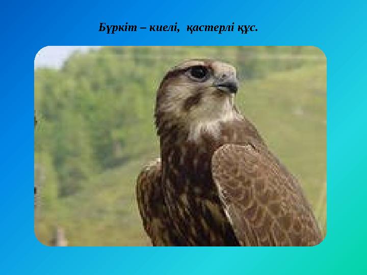 Бүркіт – киелі, қастерлі құс.