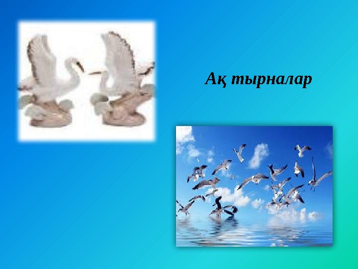 Ақ тырналар
