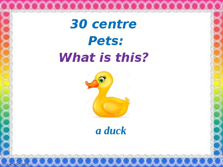 3 0 centre Pets: What is this? a duck