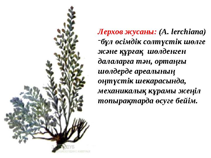 Лерхов жусаны: (A. lerchiana) - бұл өсімдік солтүстік шөлге және құрғақ шөлденген далаларға тән, ортаңғы шөлдерде ареалын
