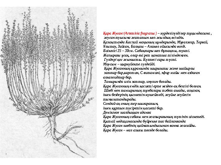 Қара Жусан : (Artemіsіa fragran ы ) – күрделігүлділер тұқымдасына , жусан туысына жататын көп жылдық өсімдік. Қазақстанда К