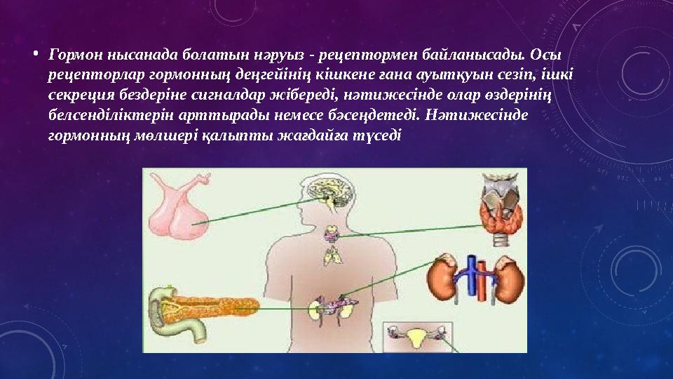 • Гормон нысанада болатын нәруыз - рецептормен байланысады. Осы рецепторлар гормонның деңгейінің кішкене ғана ауытқуын сезіп, і