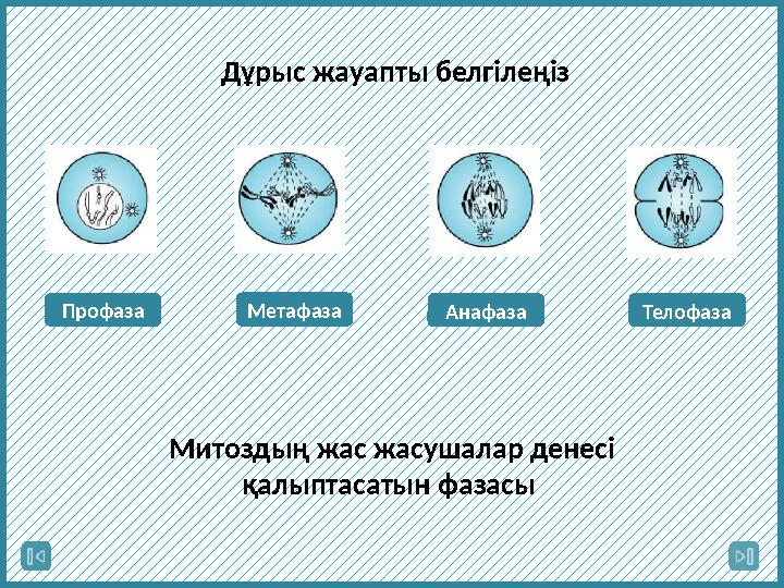 Профаза Метафаза Анафаза Телофаза Дұрыс жауапты белгілеңіз Митоздың жас жасушалар денесі қалыптасатын фазасы