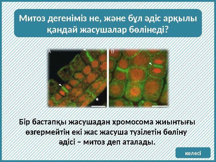 Митоз дегеніміз не, және бұл әдіс арқылы қандай жасушалар бөлінеді? Бір бастапқы жасушадан хромосома жиынтығы өзгермейтін екі