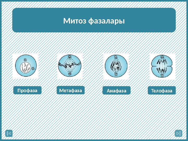 Митоз фазалары Профаза Метафаза Анафаза Телофаза