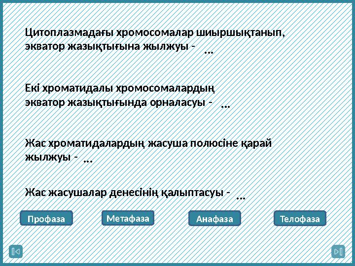 Цитоплазмадағы хромосомалар шиыршықтанып, экватор жазықтығына жылжуы - Екі хроматидалы хромосомалардың экватор жазықтығында