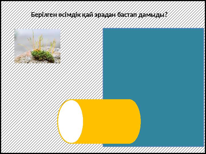Берілген өсімдік қай эрадан бастап дамыды? Палеозой эрасы