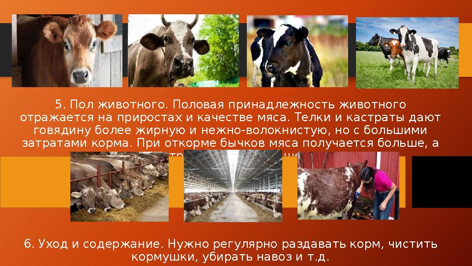 5. Пол животного. Половая принадлежность животного отражается на приростах и качестве мяса. Телки и кастраты дают говядину бо