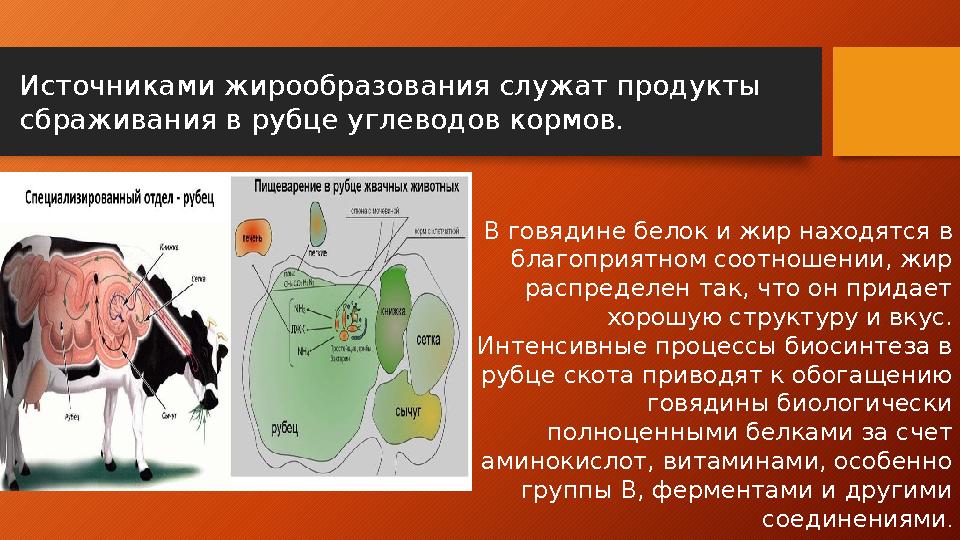 В говядине белок и жир находятся в благоприятном соотношении, жир распределен так, что он придает хорошую структуру и вкус.