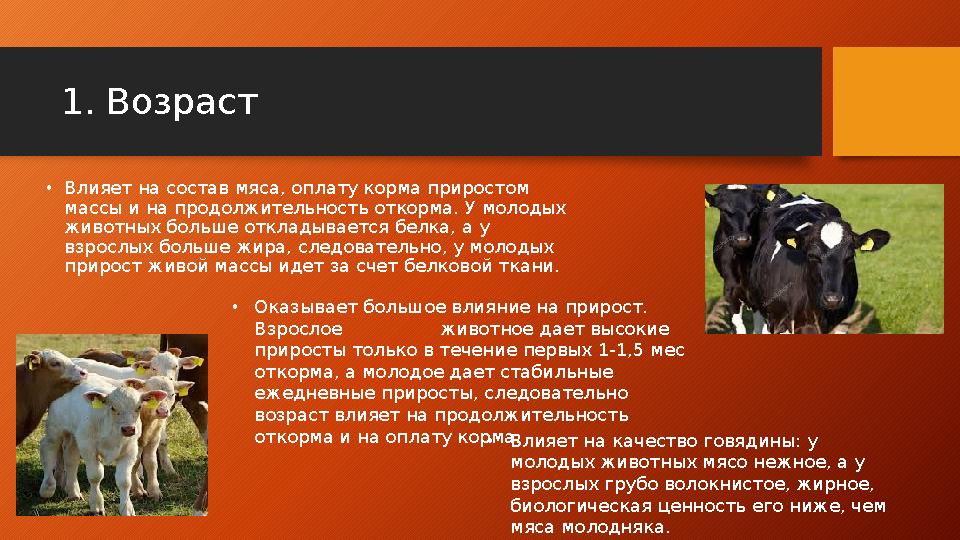 1. Возраст • Влияет на состав мяса, оплату корма приростом массы и на продолжительность откорма. У молодых животных больше от