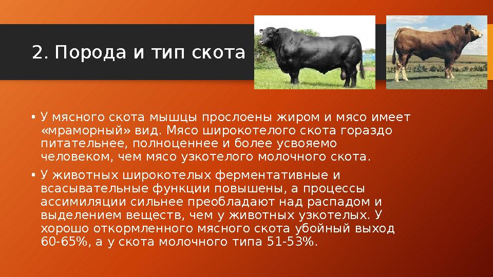 2 . Порода и тип скота • У мясного скота мышцы прослоены жиром и мясо имеет «мраморный» вид. Мясо широкотелого скота гораздо